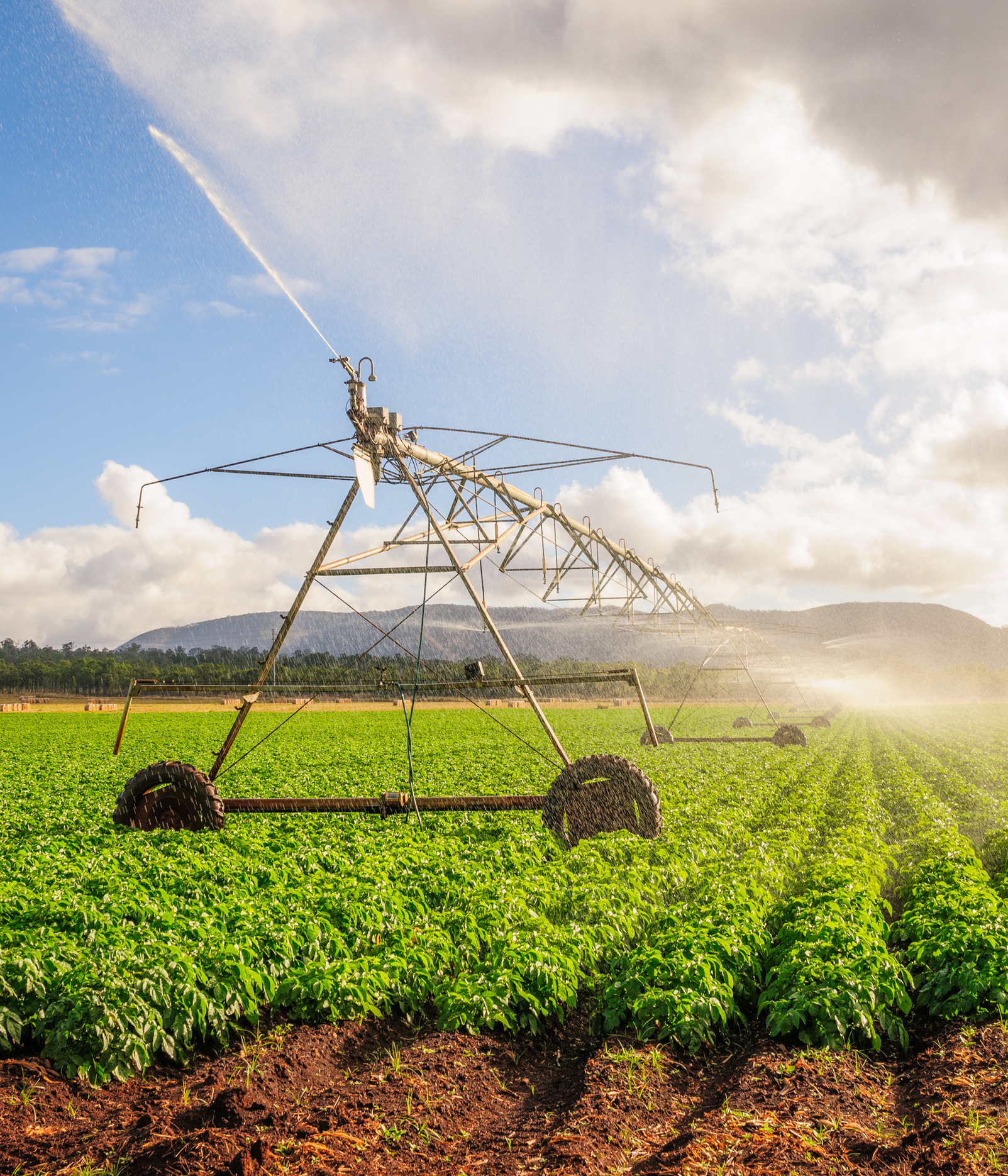 Water spraying from an irrigation system onto green crops in a field.