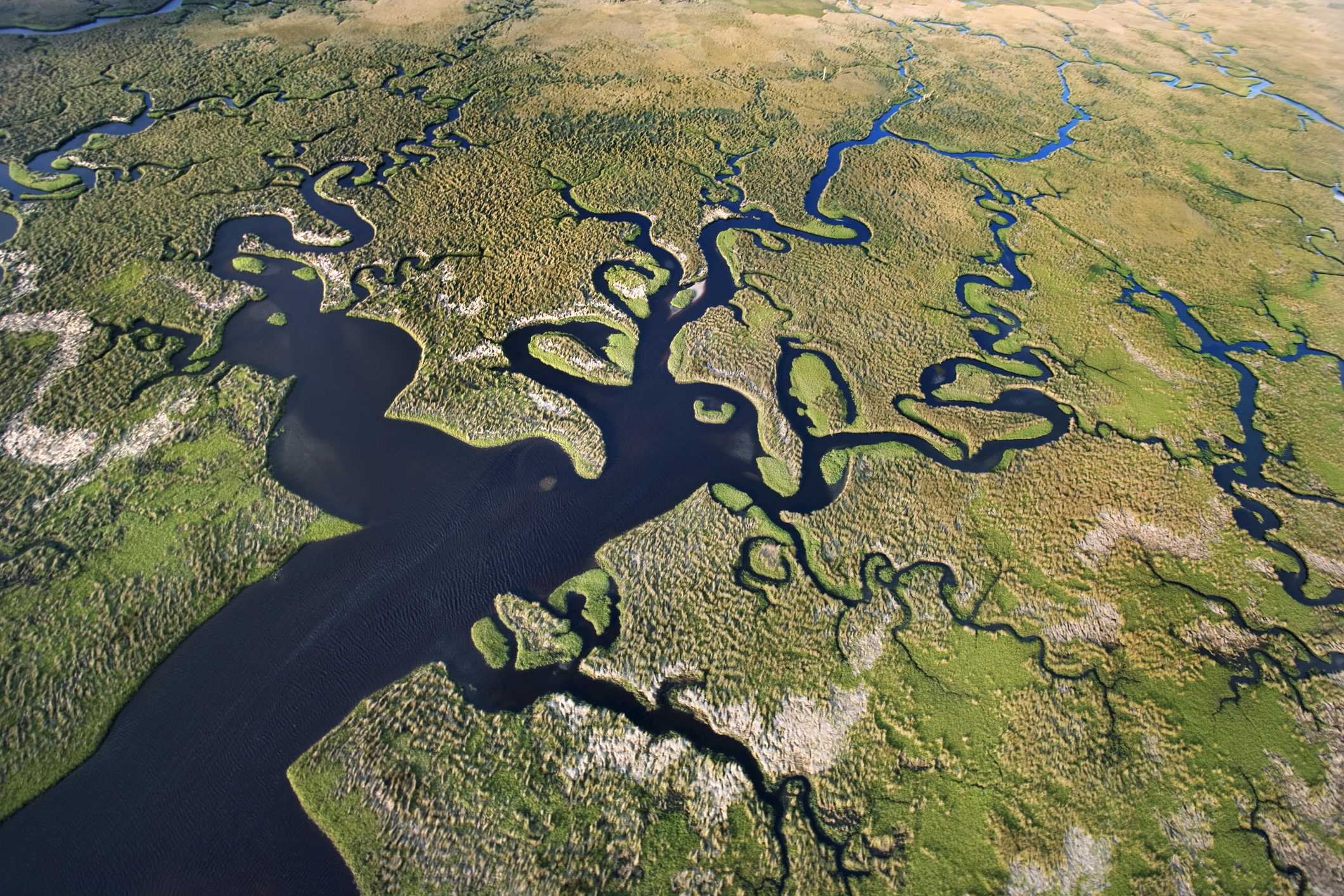 An aerial view of the Florida Everglades.